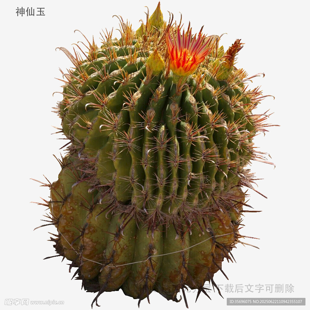 帶紅頂?shù)拇糖蛳扇苏? />
                            </div>
                    </div>
                </div>



                <div   id=