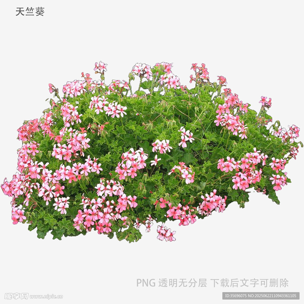 粉色花卉綠植景觀
