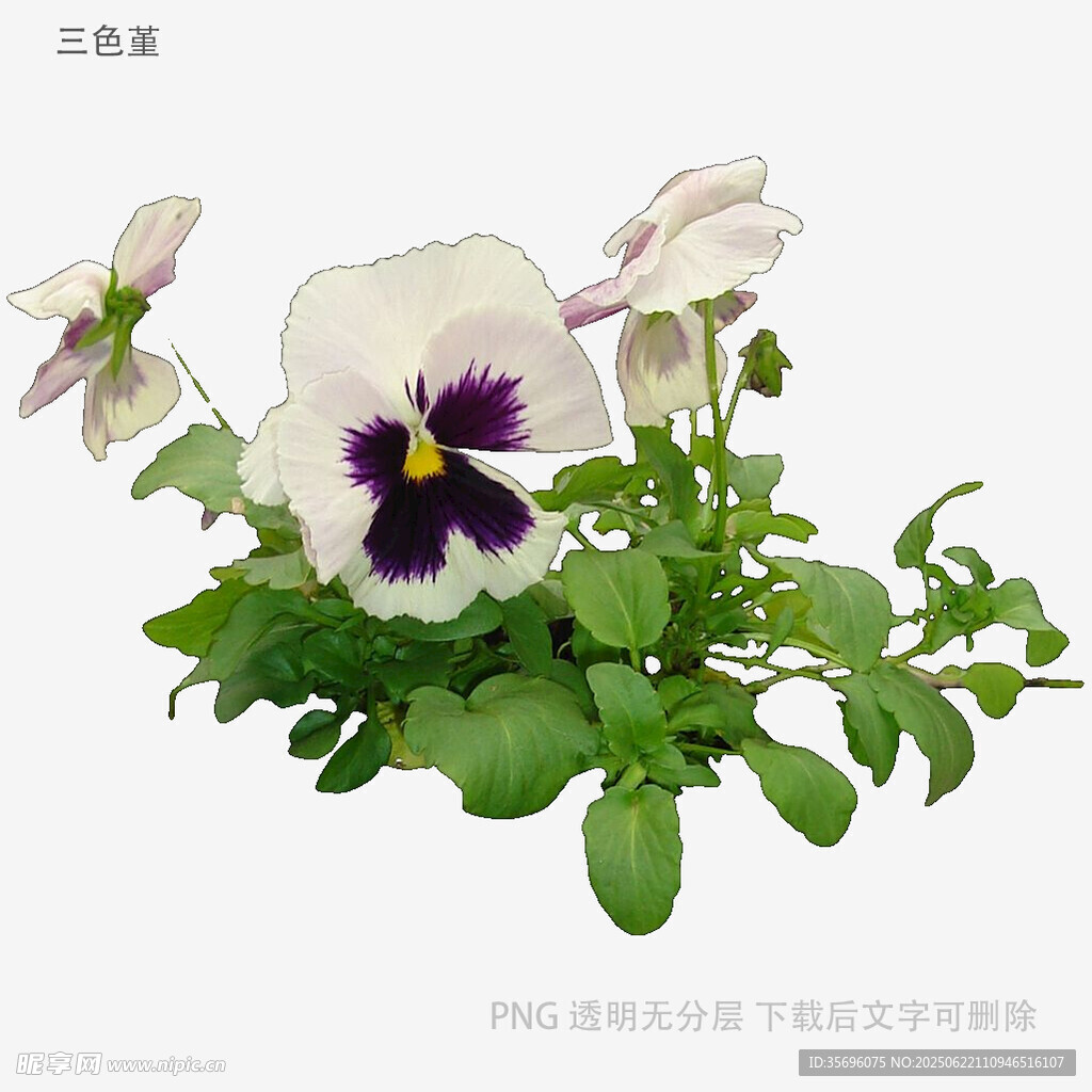 三色堇盆栽花卉特寫