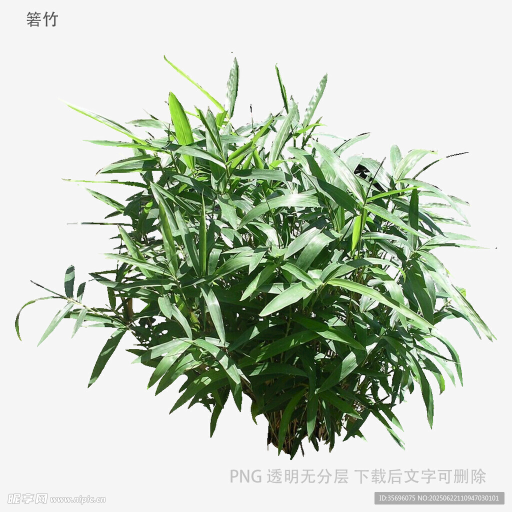 翠綠竹葉植物特寫(xiě)
