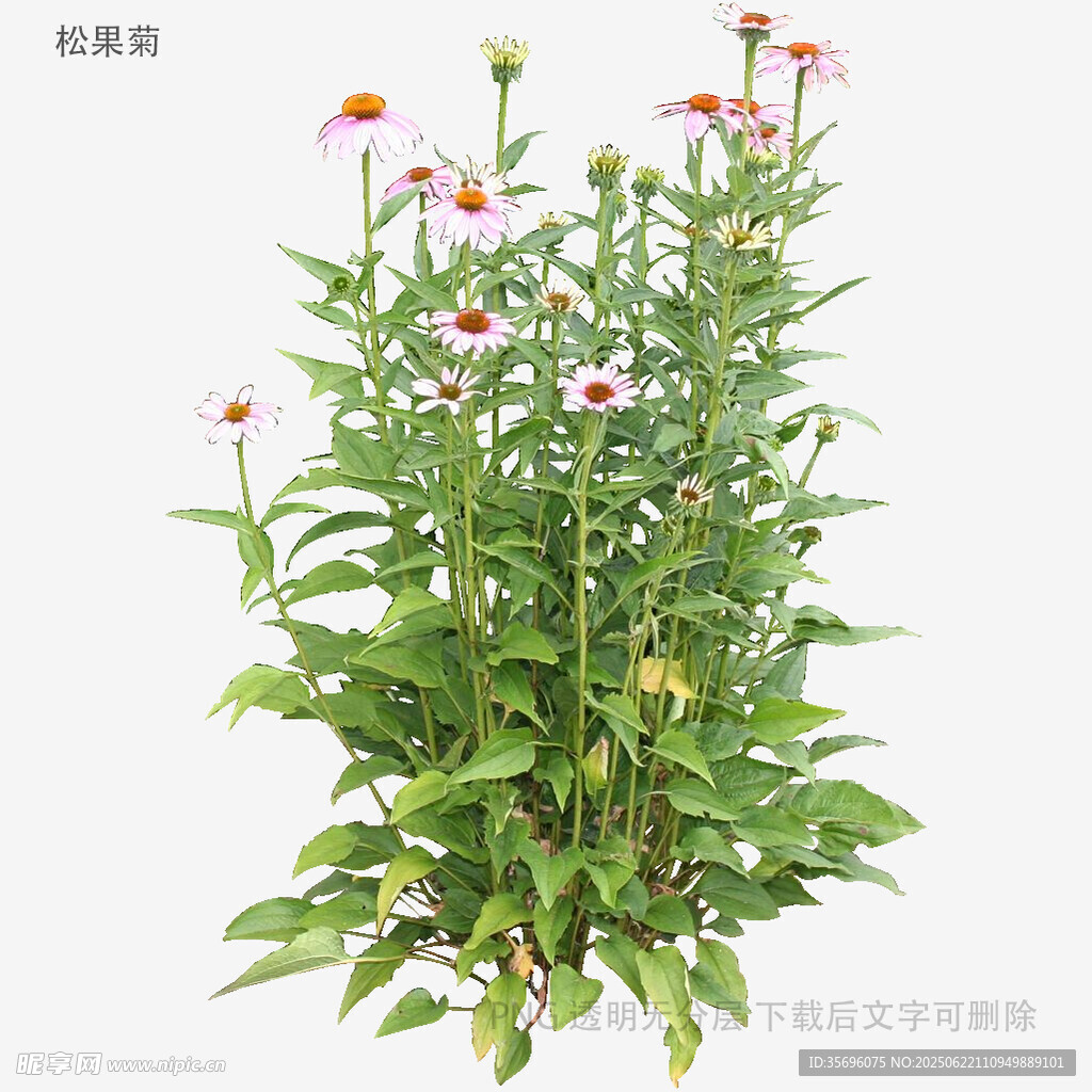 紫錐菊植物特寫