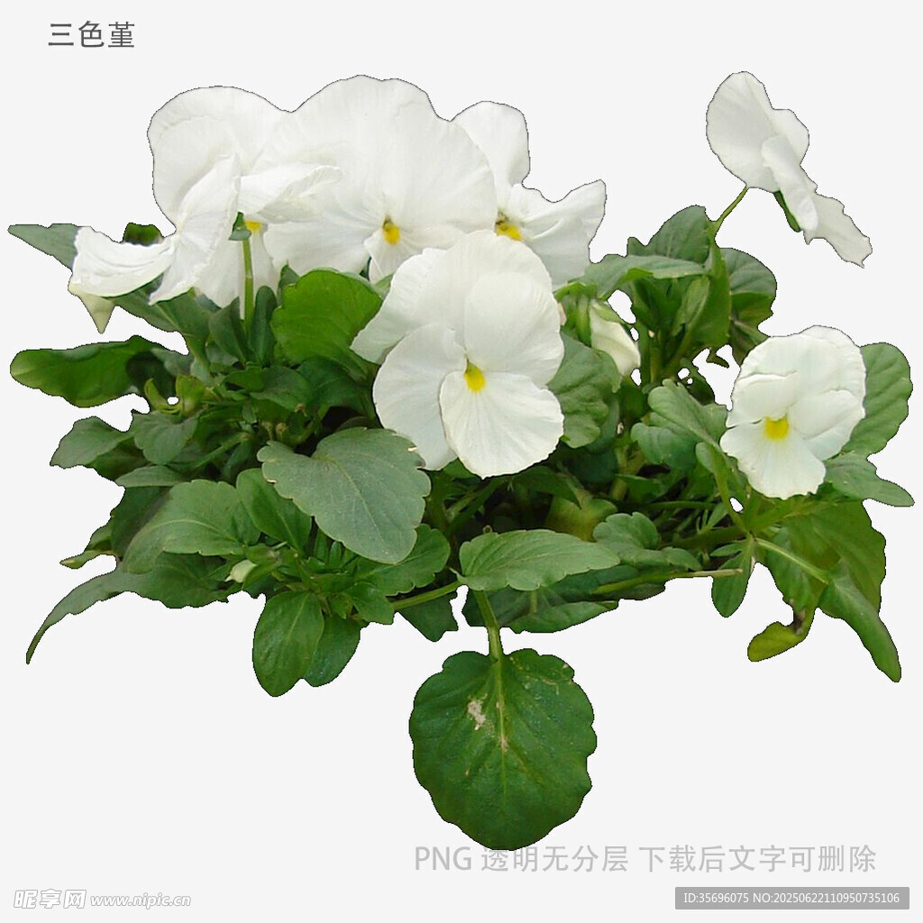 白色三色堇盆栽花卉