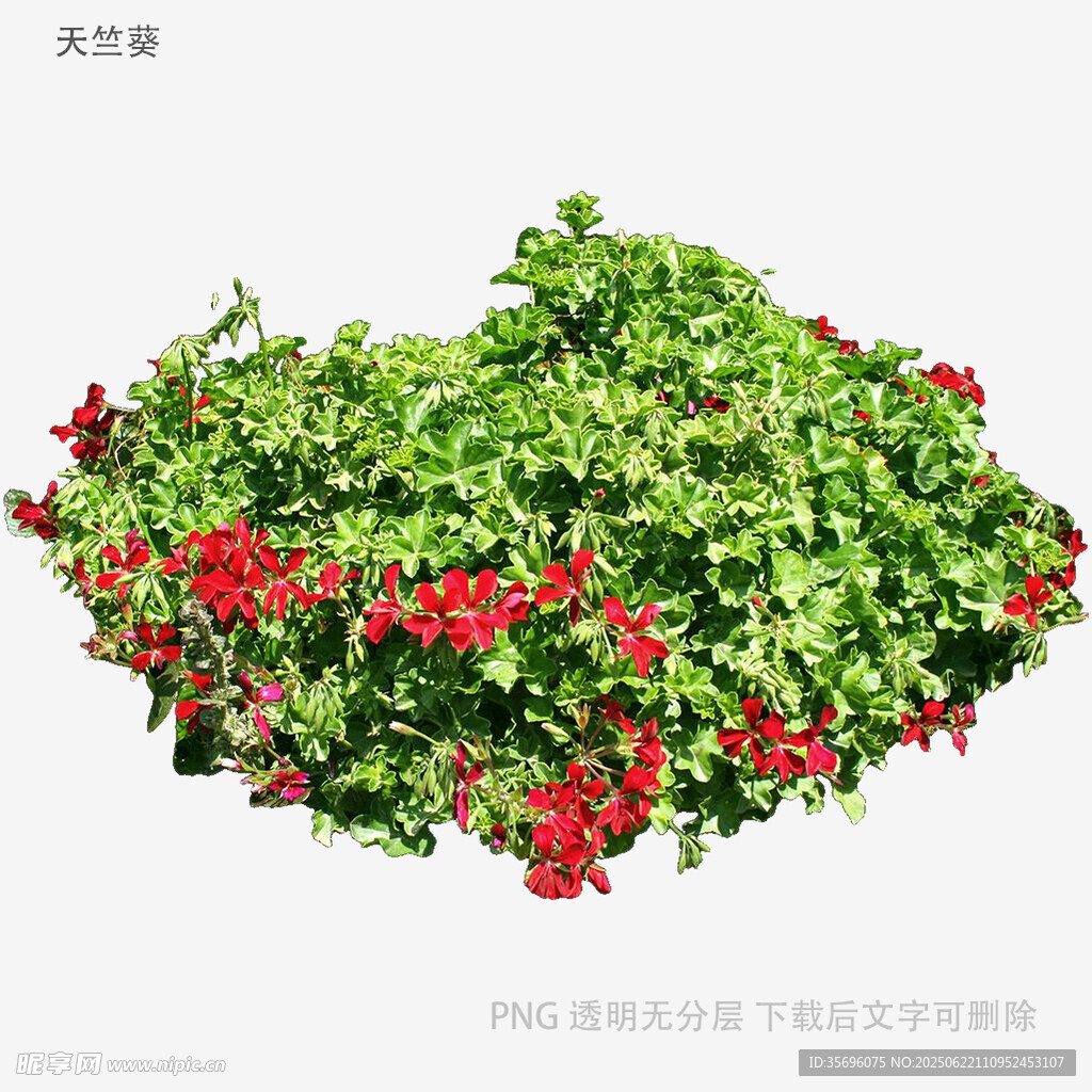 綠葉紅果植物景觀