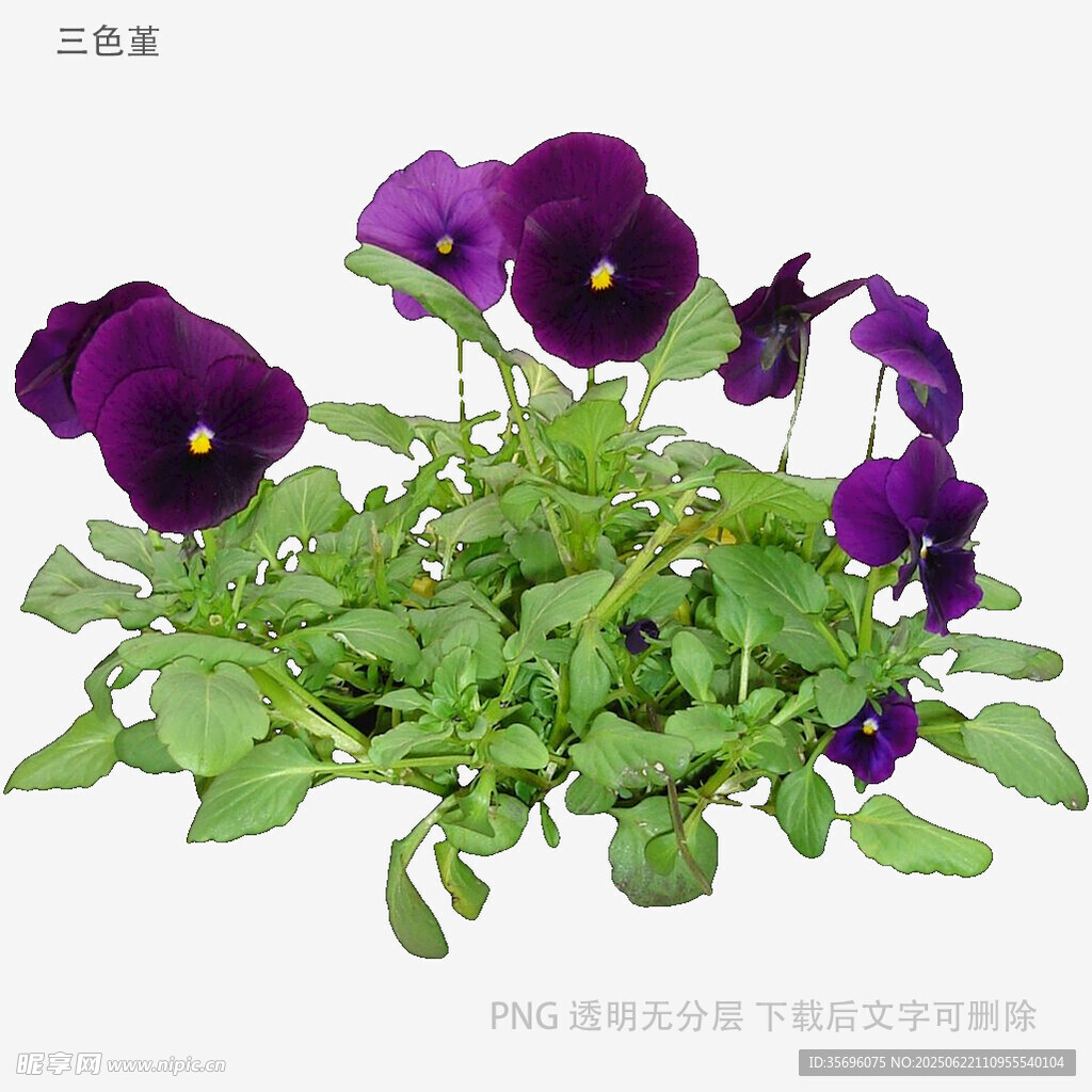 紫色三色堇盆栽花卉