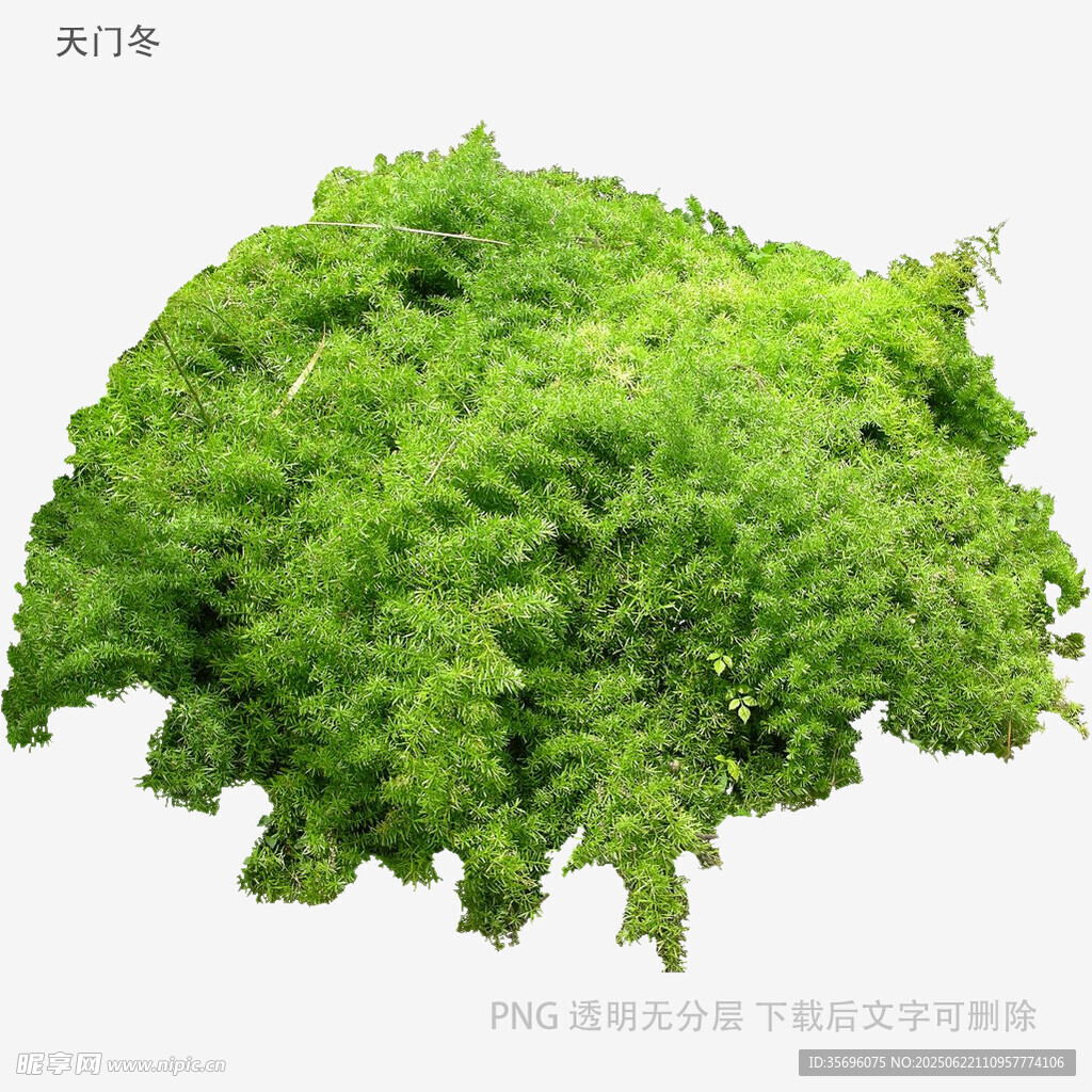 茂盛綠植