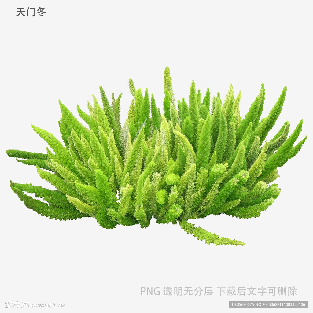 植物