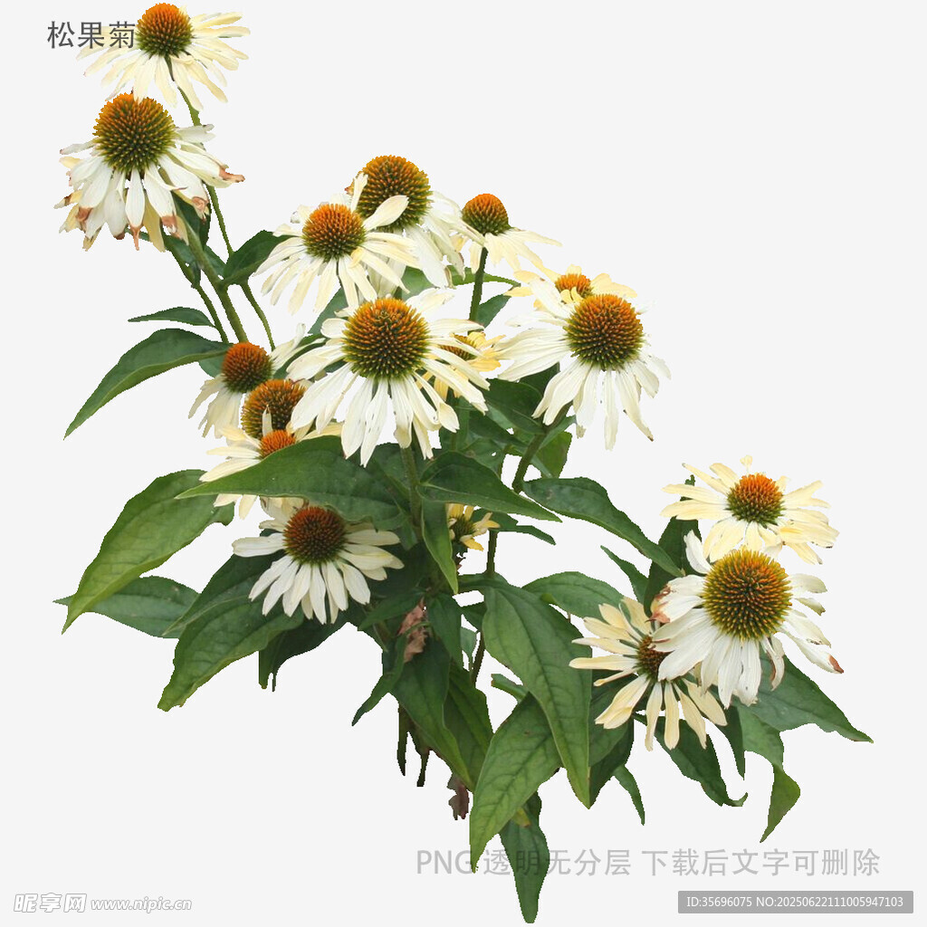 白色松果菊花卉特寫