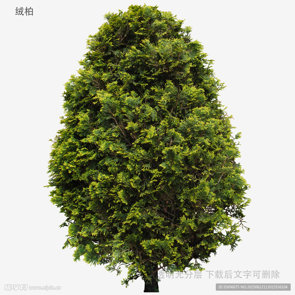 錐形綠樹