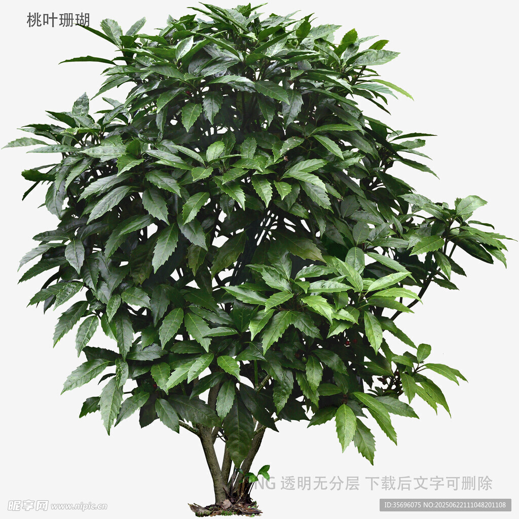 茂盛綠植盆栽