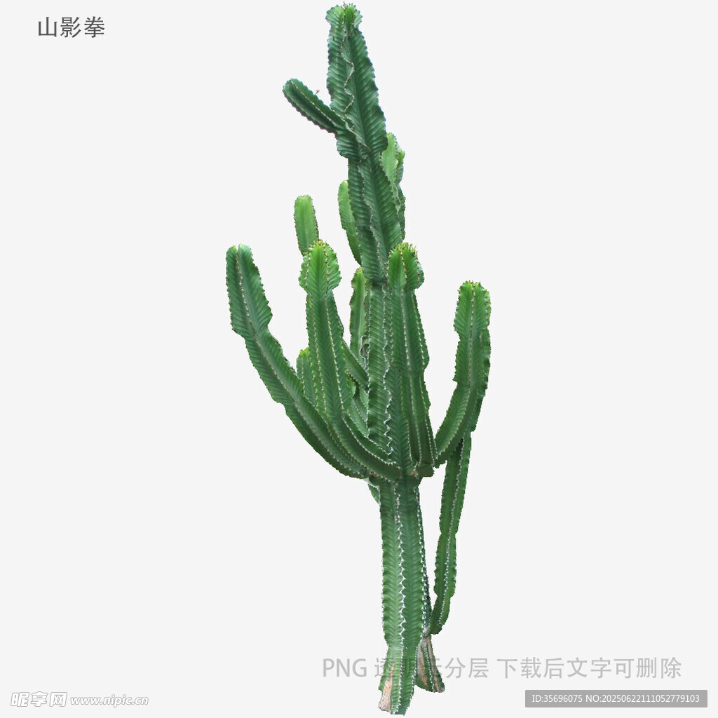 綠色仙人掌植物特寫