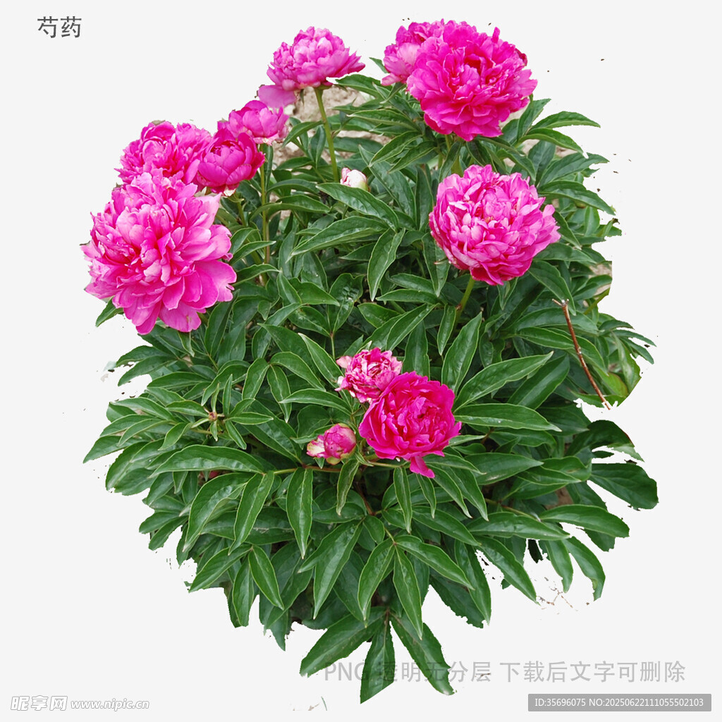 嬌艷盛開的粉色牡丹花
