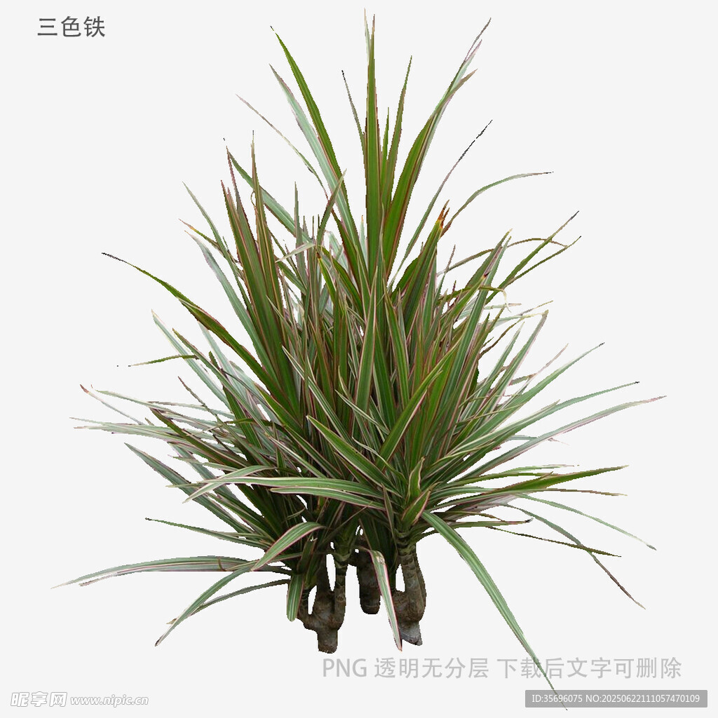 空氣鳳梨植物特寫
