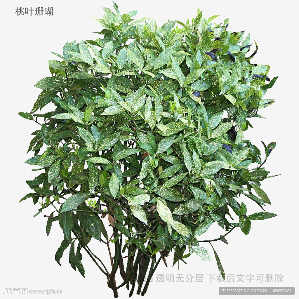 翠綠繁茂的綠植盆栽