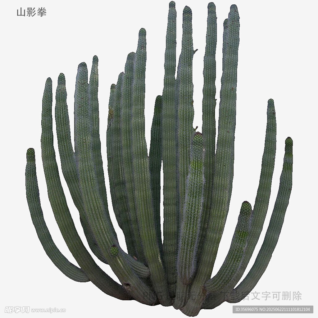 柱狀仙人掌植物特寫