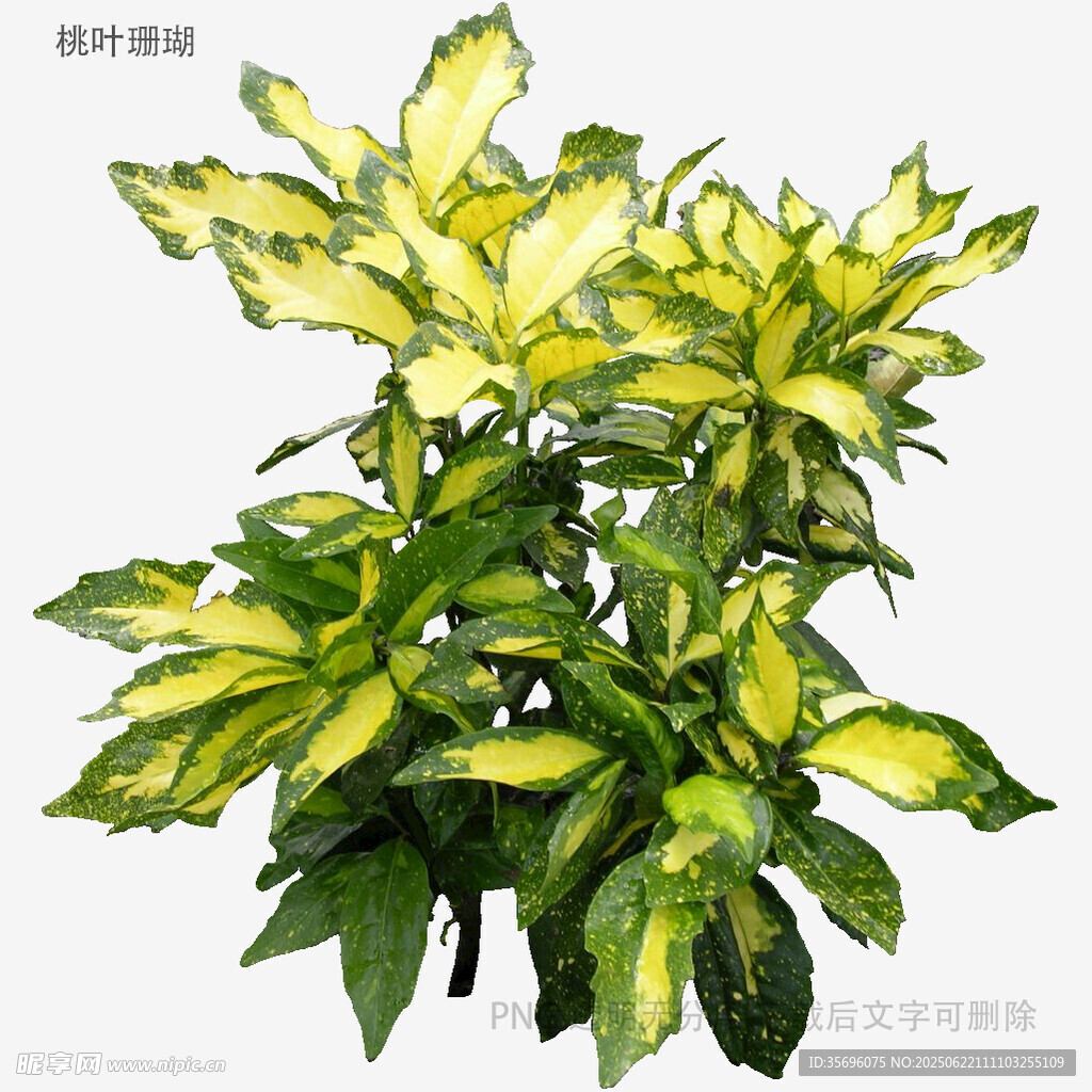 黃綠相間觀葉植物