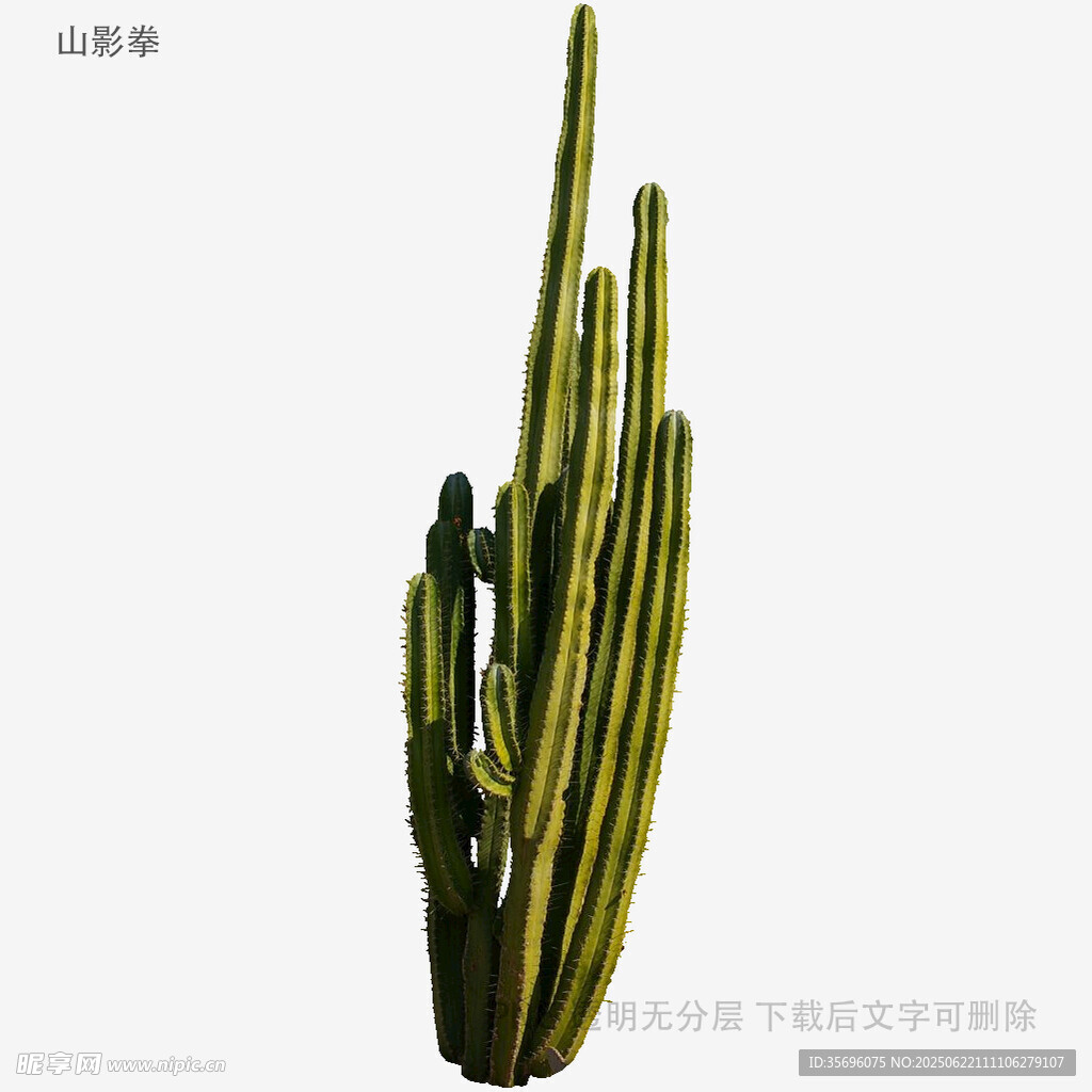 高大柱狀仙人掌特寫
