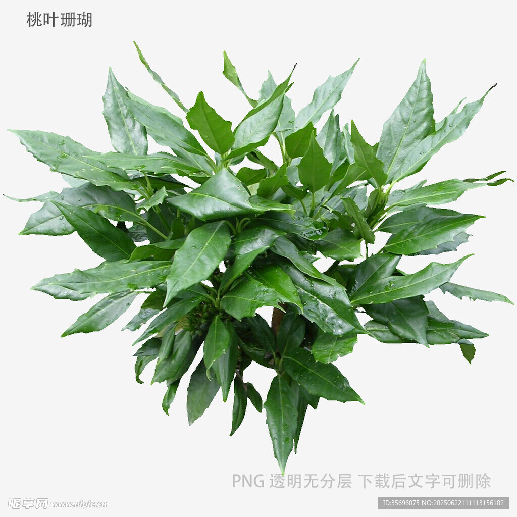 翠綠綠蘿盆栽