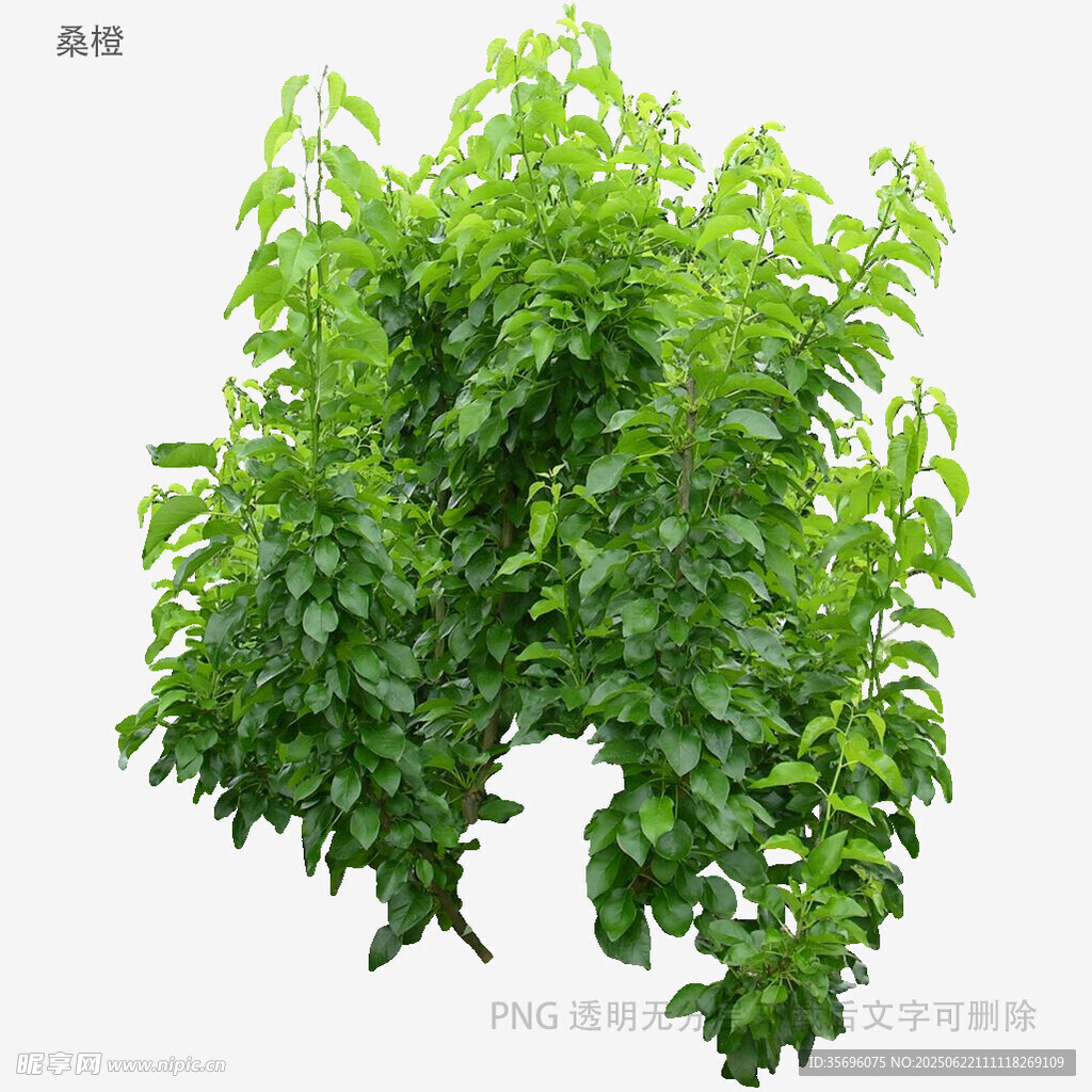 植物
