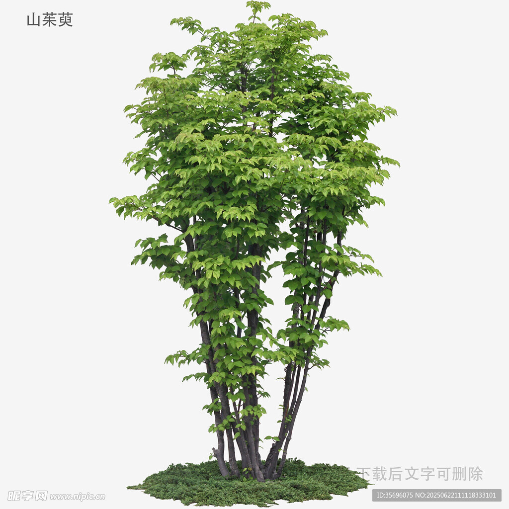 三株綠樹景觀圖