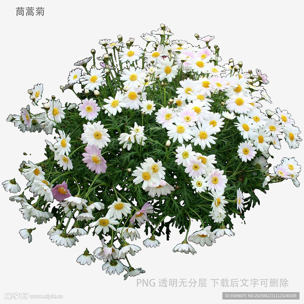 白色雛菊盆栽花卉特寫
