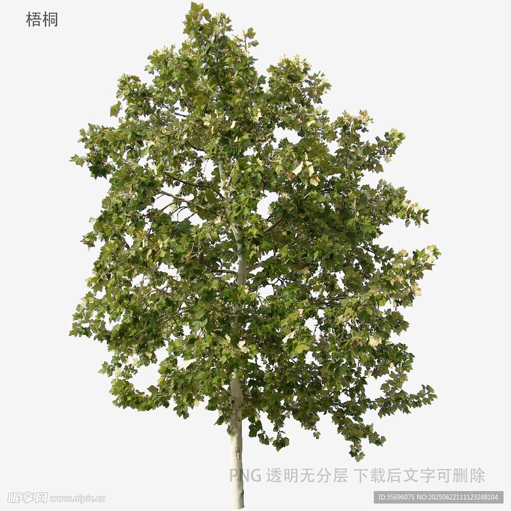 單棵綠樹3D模型展示