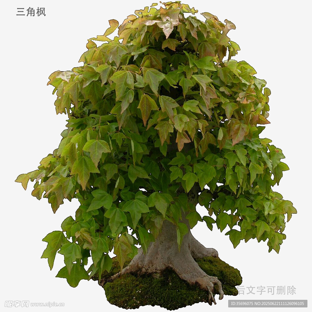 翠綠繁茂的精美盆景樹
