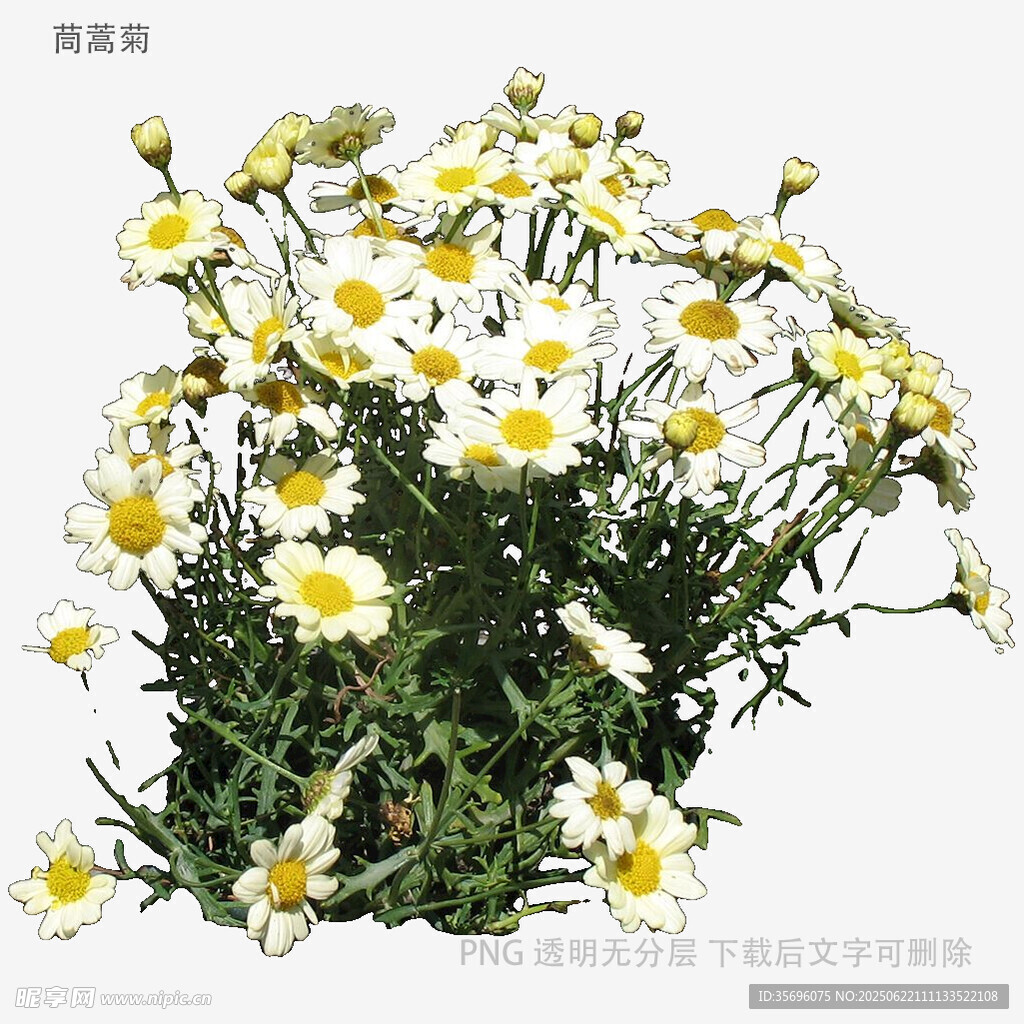 清新洋甘菊綻放