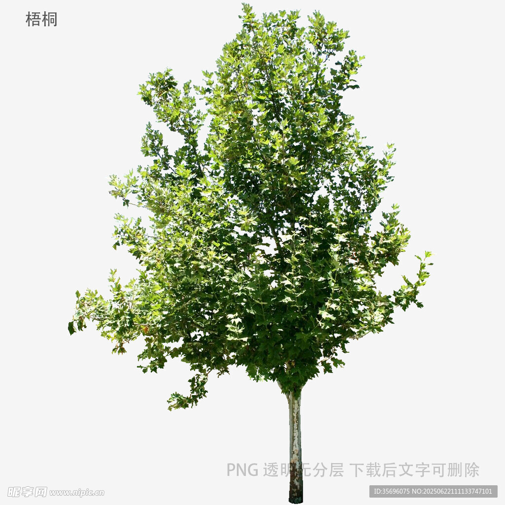 植物