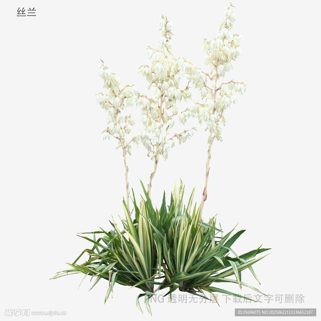 白色花卉綠植特寫