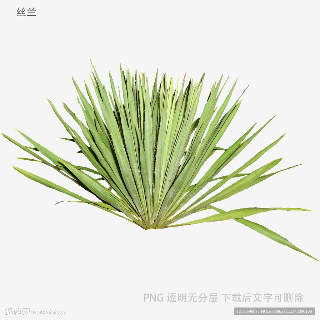 翠綠龍舌蘭植物葉片特寫