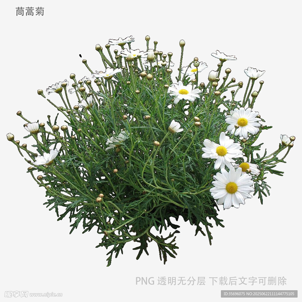清新小白菊植物特寫