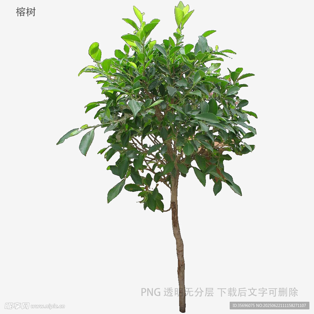 植物