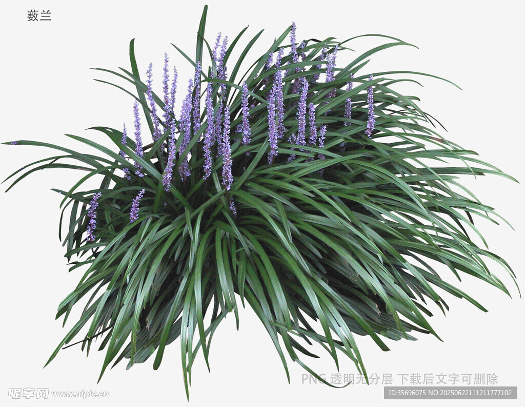紫色穗狀草本植物特寫
