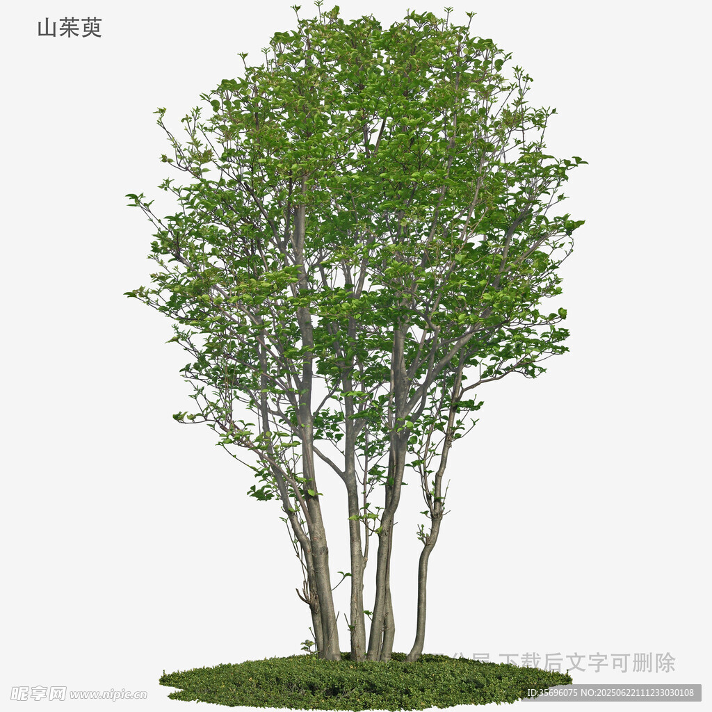 三棵綠樹3D模型展示
