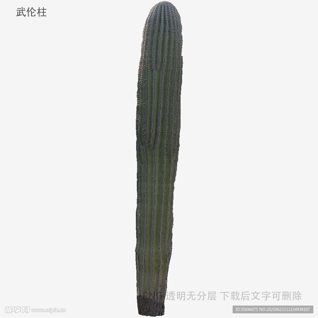 高大柱狀仙人掌植物