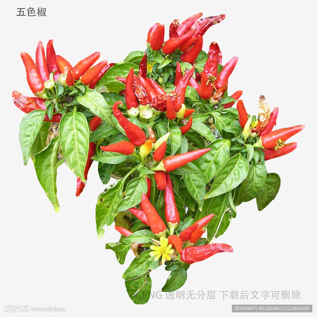 鮮艷紅辣椒植株特寫