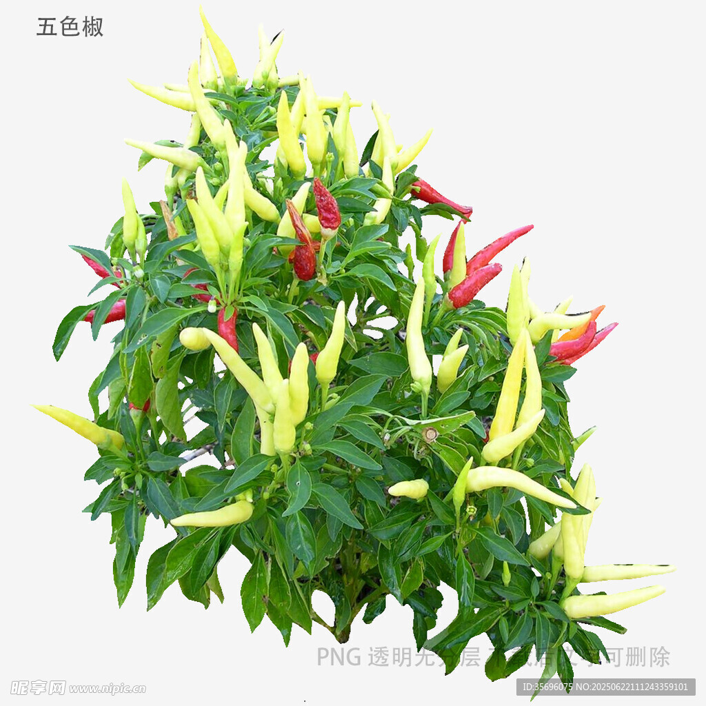 多彩辣椒植株特寫(xiě)