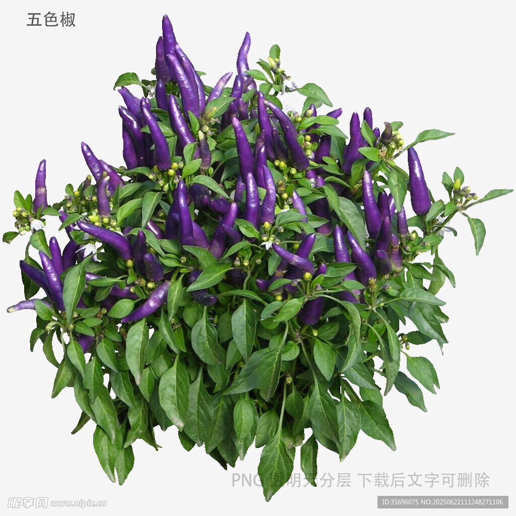 紫色花卉綠植特寫