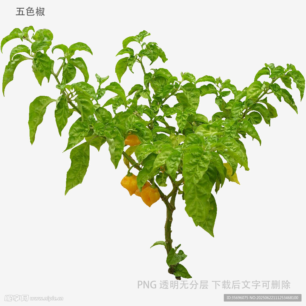 枝頭掛果的綠色辣椒植株