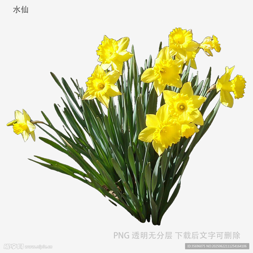 黃色水仙綻放