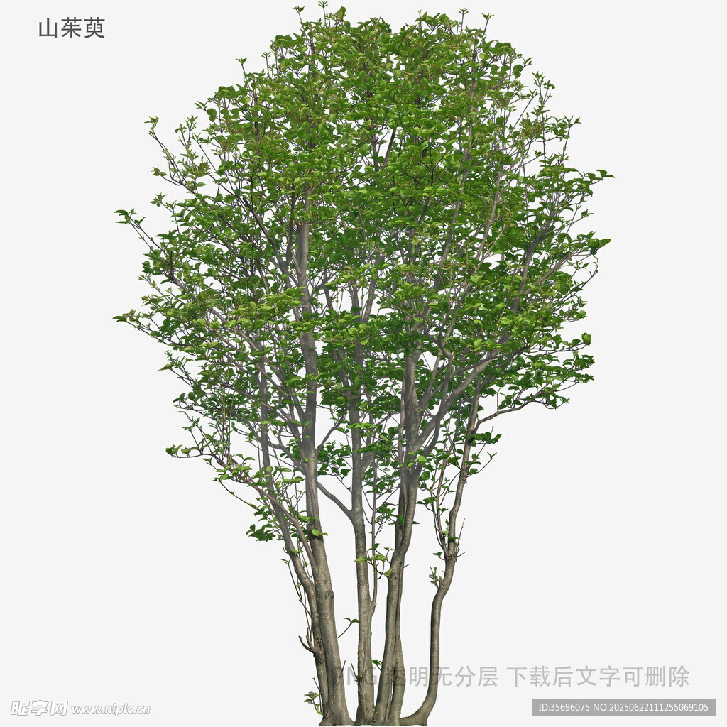 多干綠樹3D模型