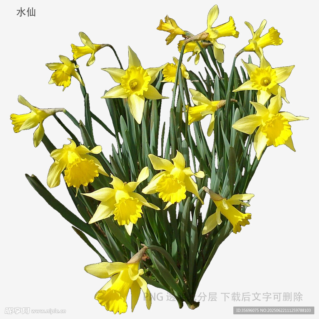 一束綻放的黃色水仙花
