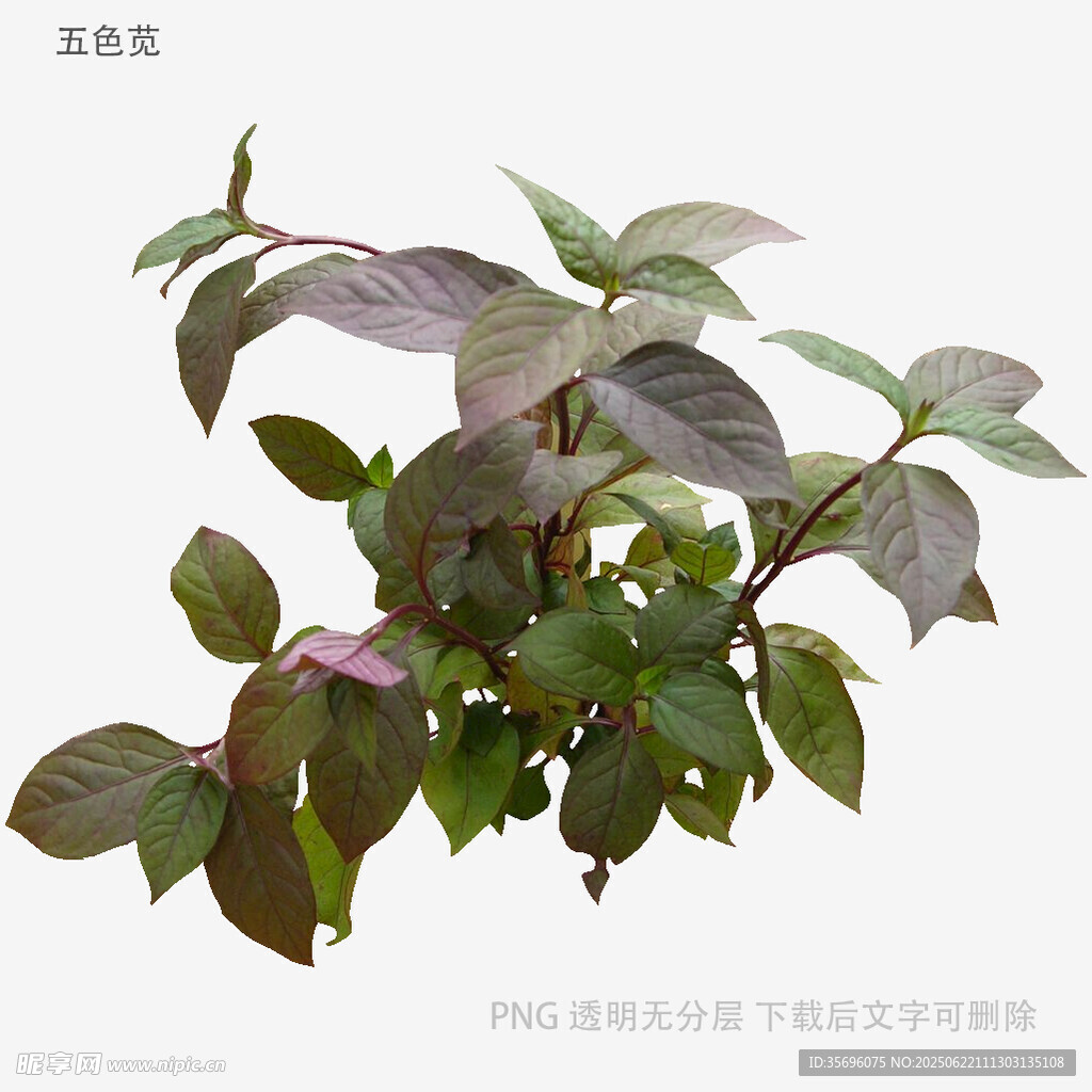紫背菜植株特寫