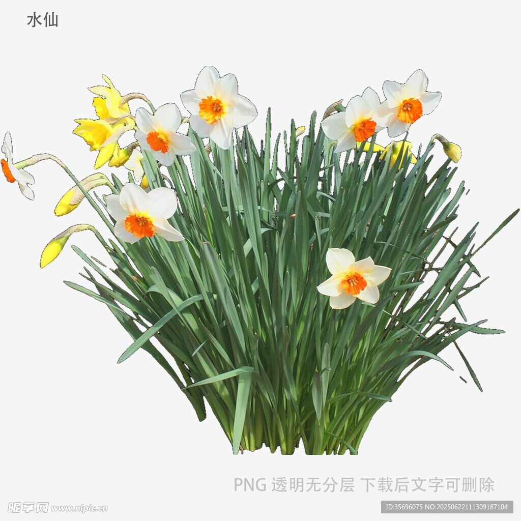 清新綻放的美麗水仙花