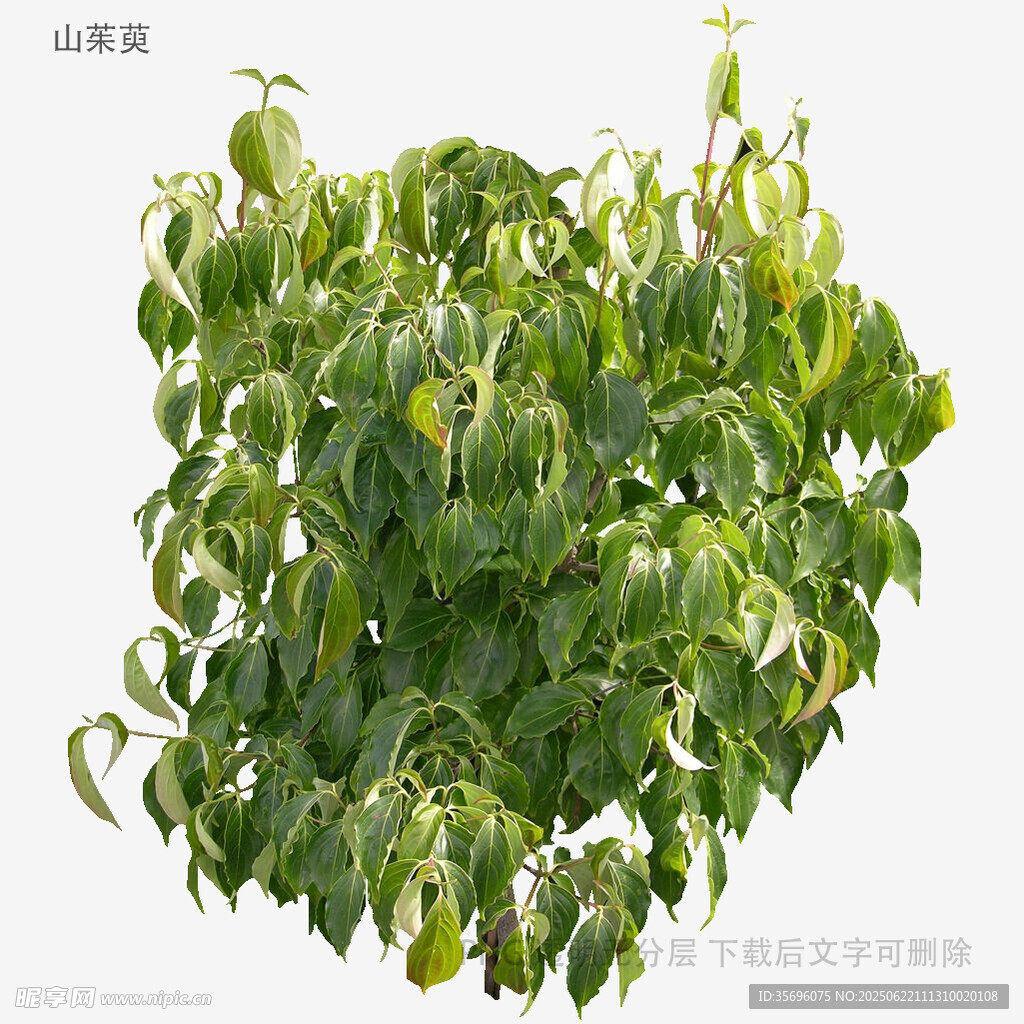 茂盛綠葉植物特寫