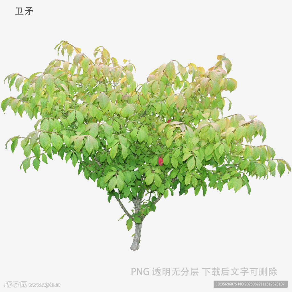 綠葉繁茂的單棵樹木