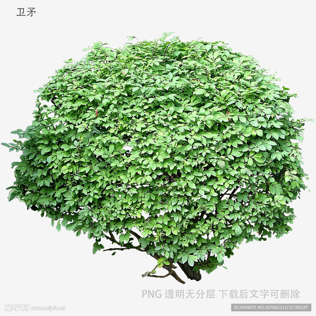 球形綠植