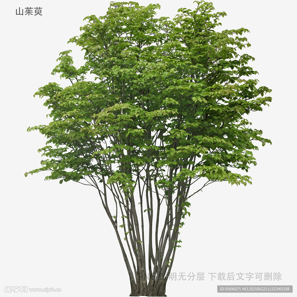 單棵蔥郁樹木3D模型