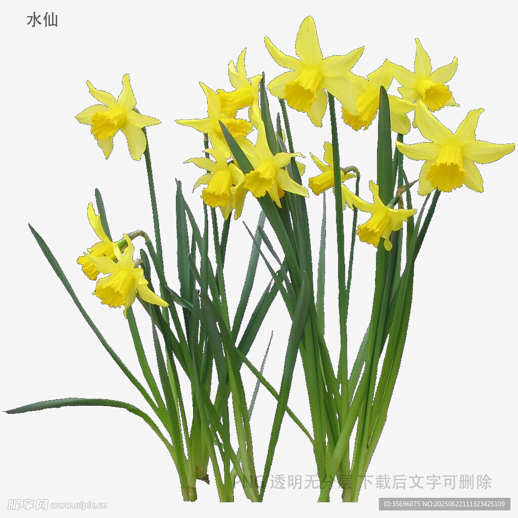 黃色水仙花綻放