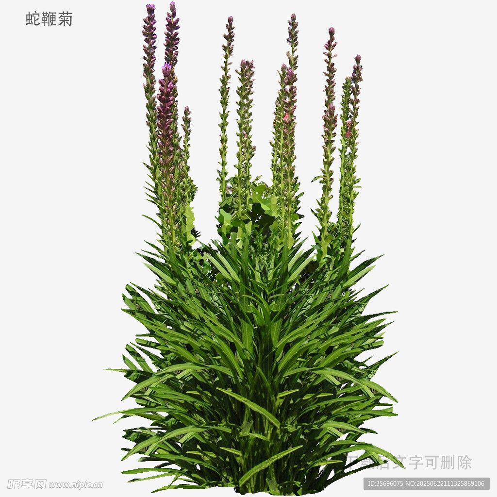 穗花狐尾藻植物特寫